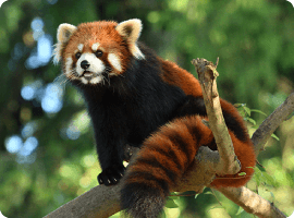 八木山動物公園フジサキの杜